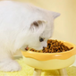 Comedero Elevado Desmontable para Perros y Gatos